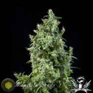 Mandala Seeds White Bhutanese